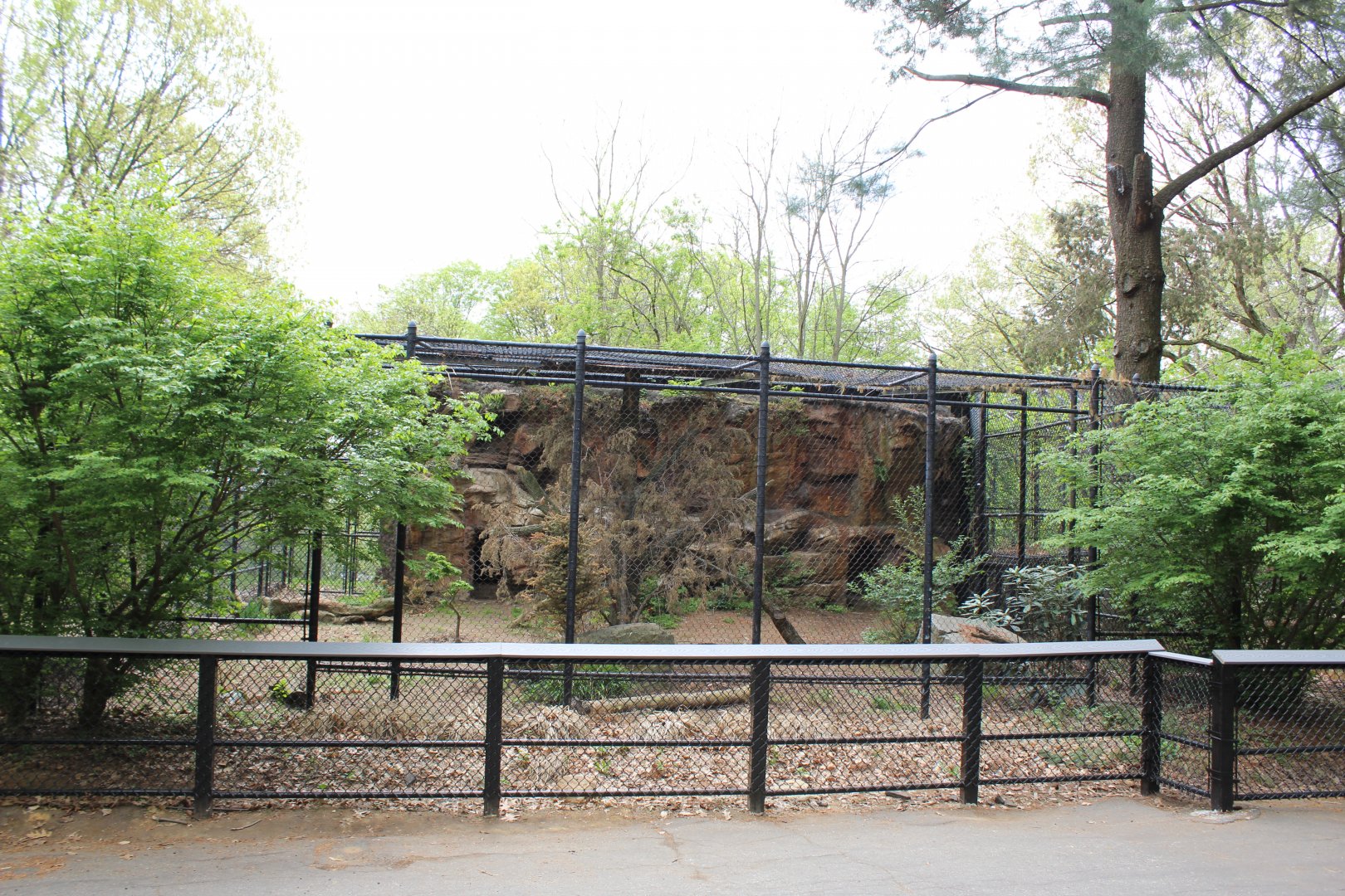 Amur Leopard Enclosure #1