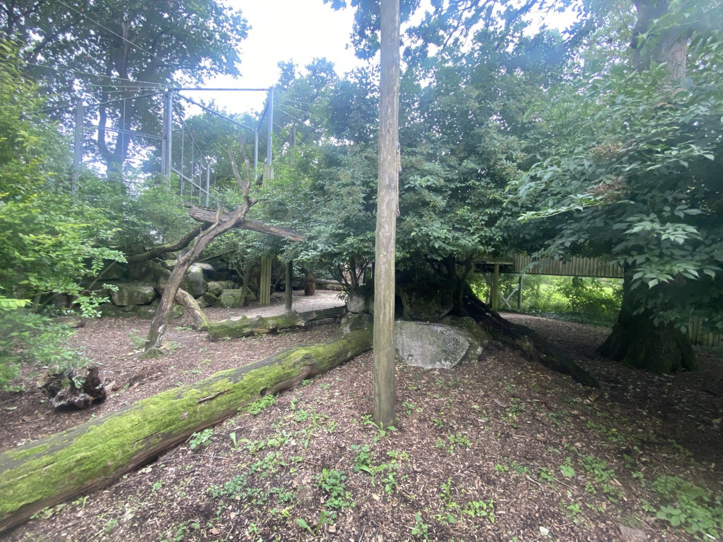 Amur leopard enclosure 120821