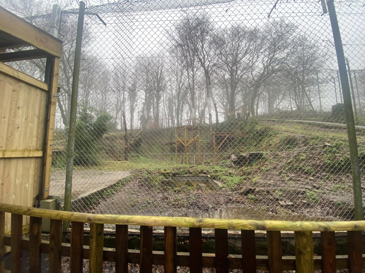 Amur leopard enclosure 140224