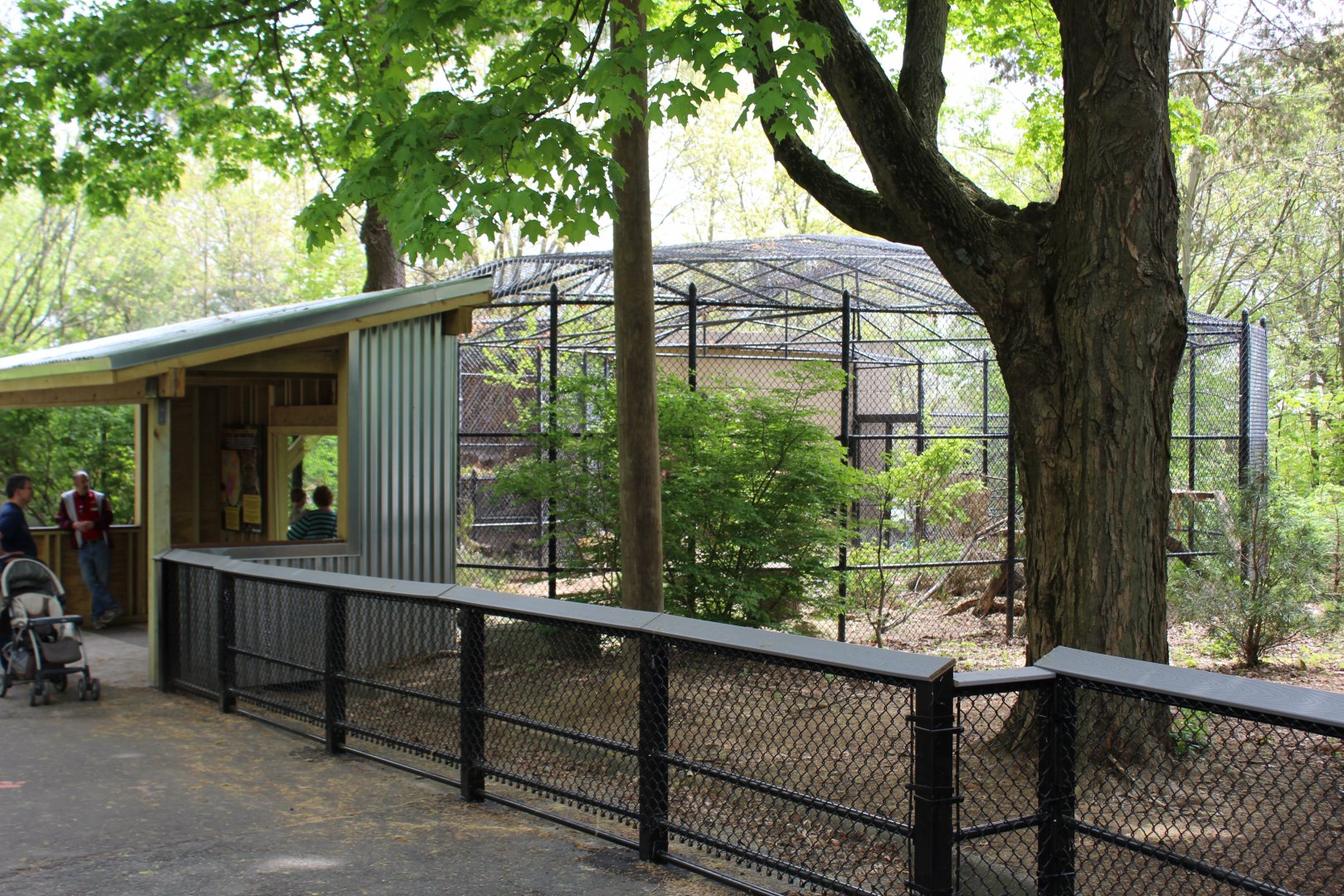 Amur Leopard Enclosure #2