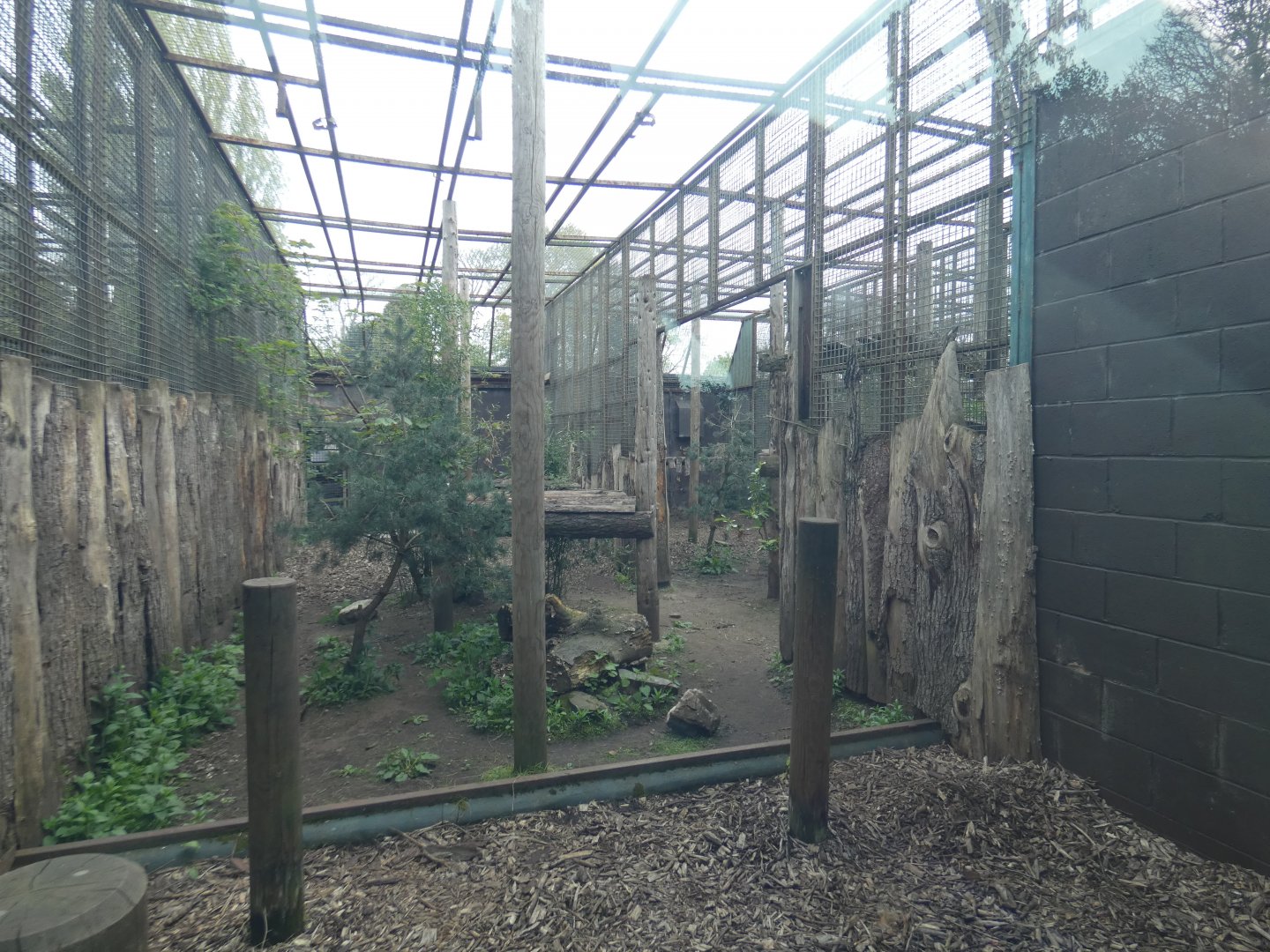 Amur leopard enclosure (2)