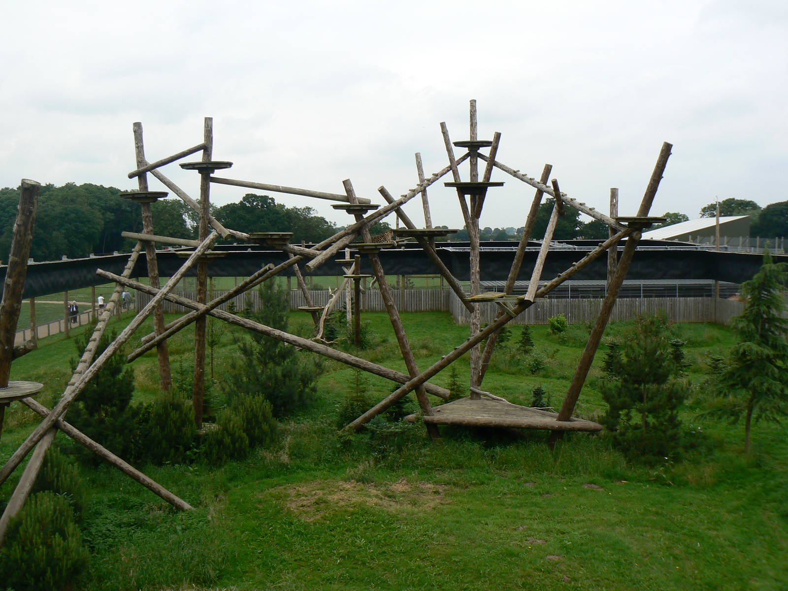 Amur Leopard Enclosure - 23 June 2016