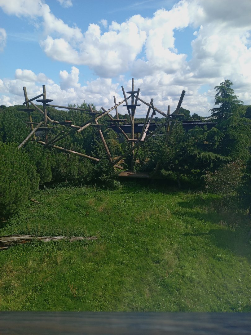 Amur Leopard enclosure 25/7/23