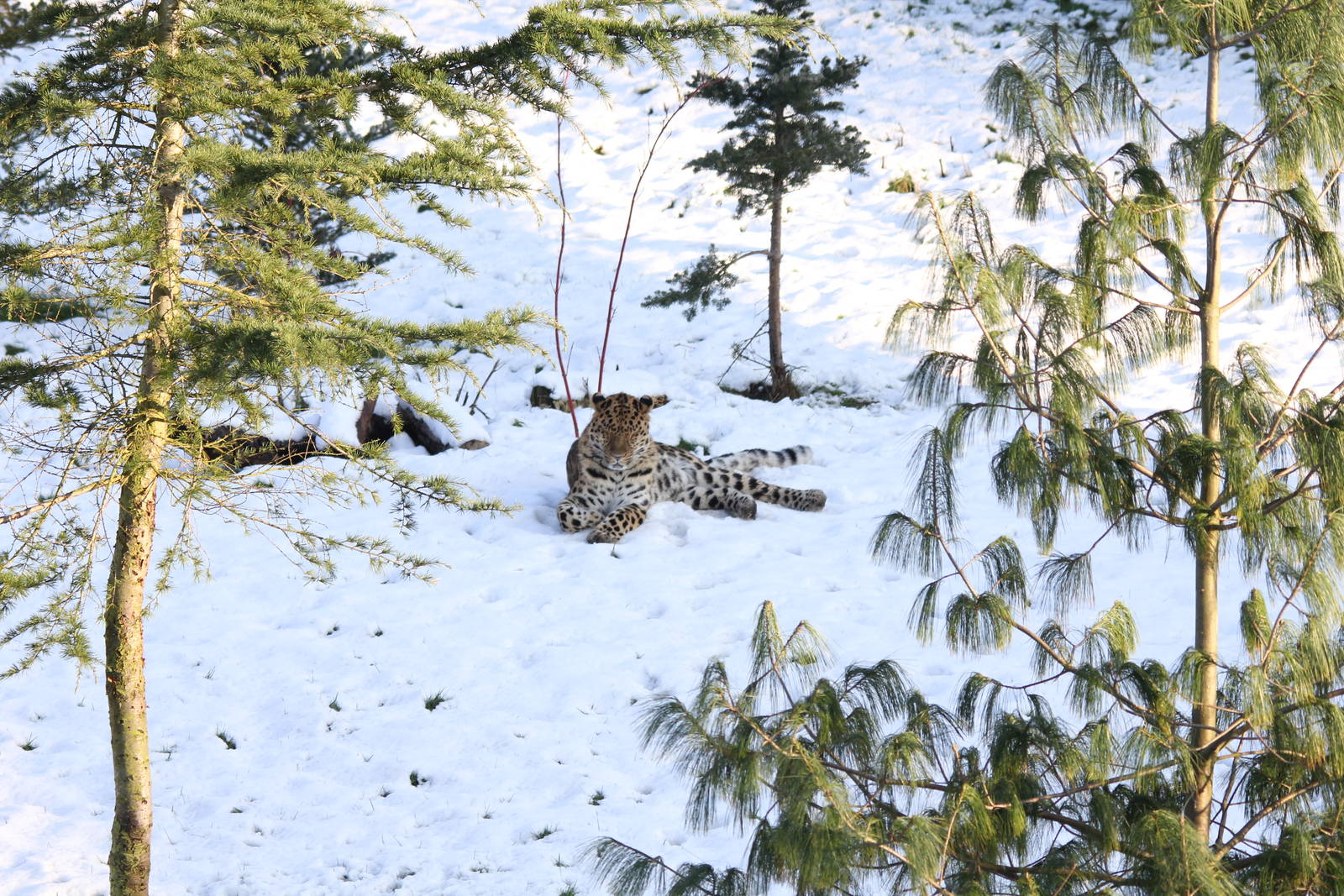 Amur Leopard enclosure 27-12-14