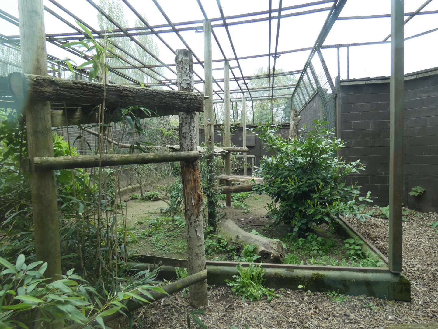 Amur leopard enclosure (3)