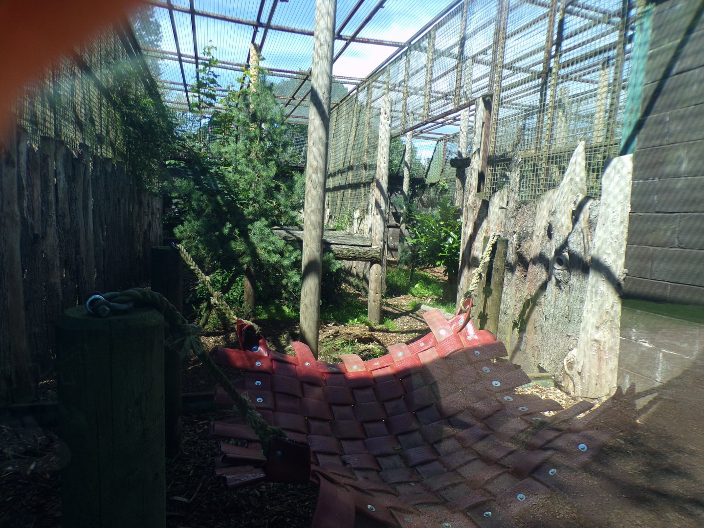 Amur leopard enclosure 7.7.24