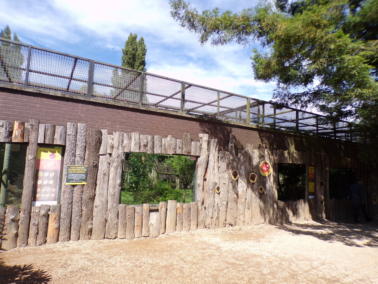 Amur leopard enclosure 7.7.24