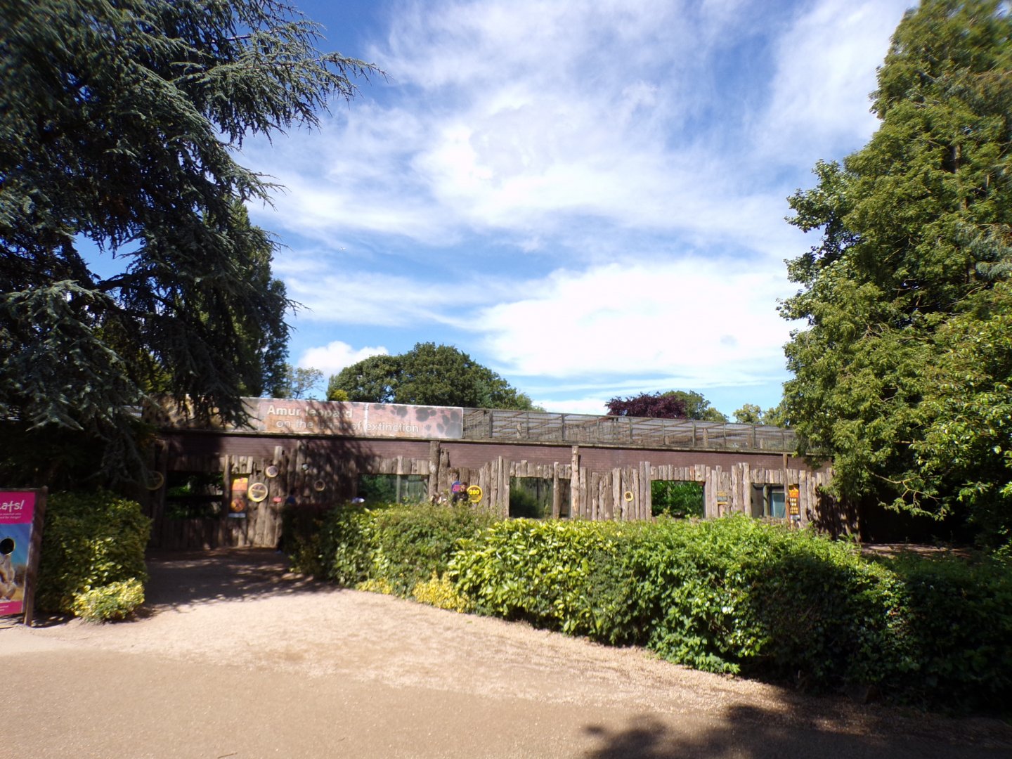 Amur leopard enclosure 7.7.24