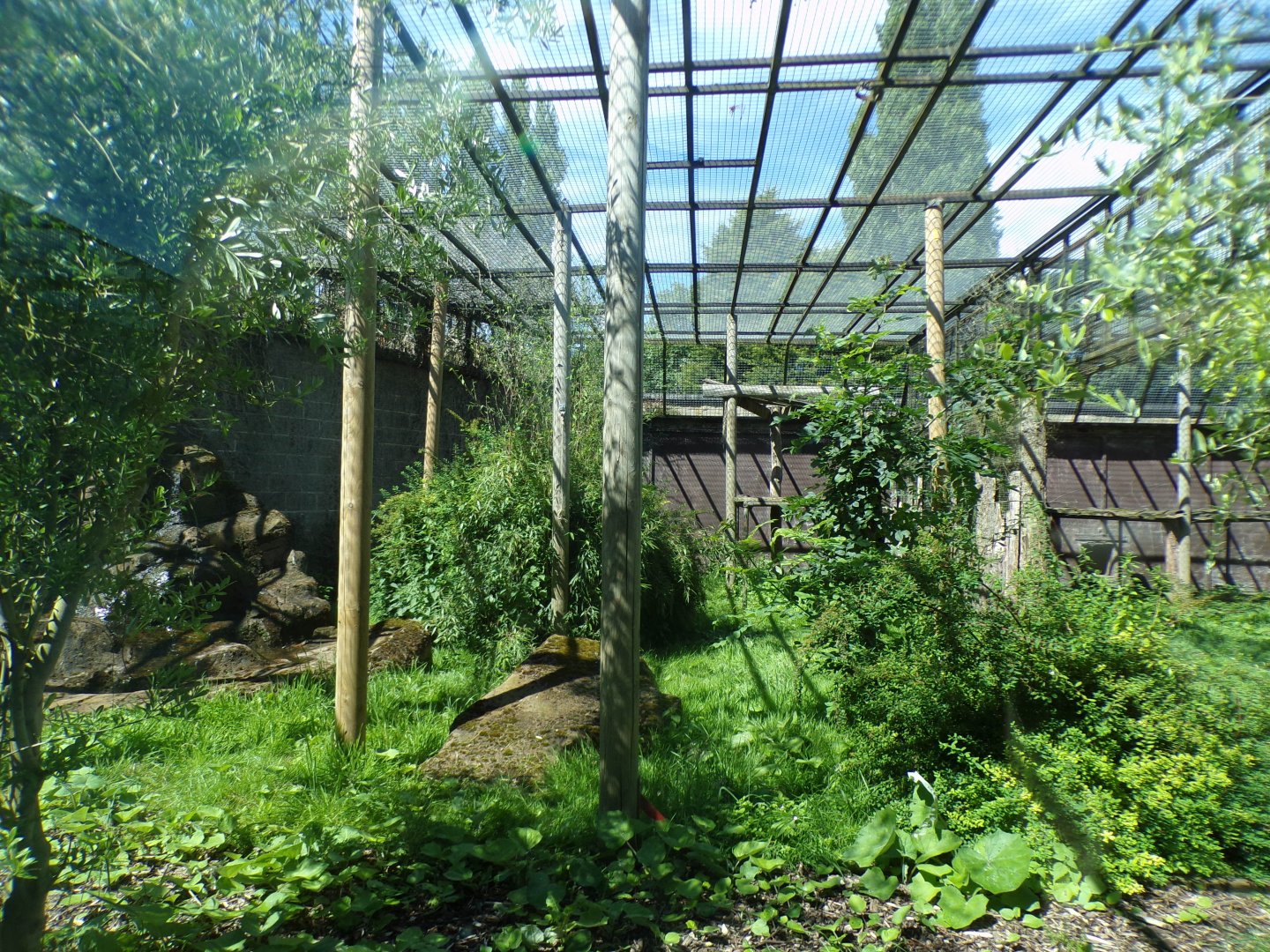 Amur leopard enclosure 7.7.24