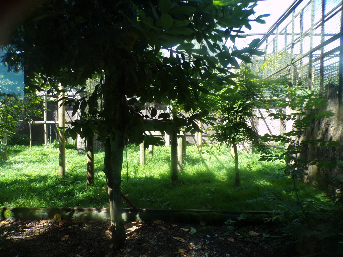 Amur leopard enclosure 7.7.24