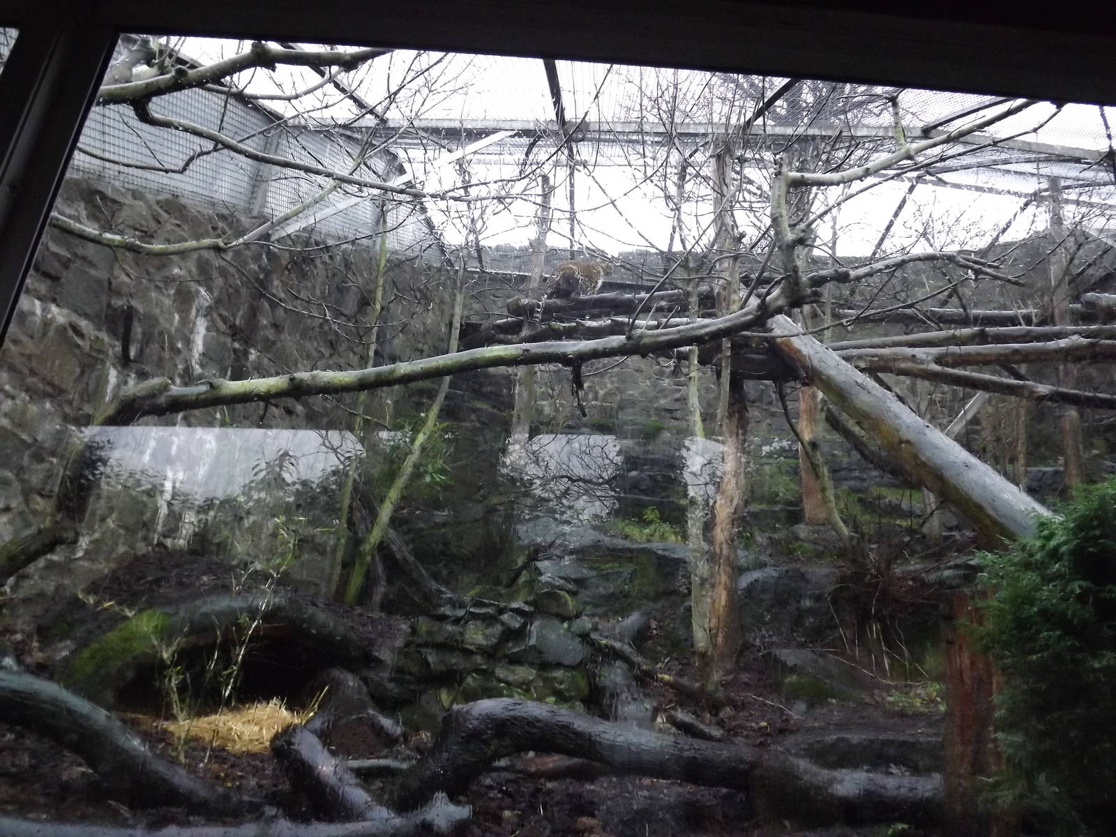 Amur leopard enclosure at Edinburgh Zoo 28/12/11