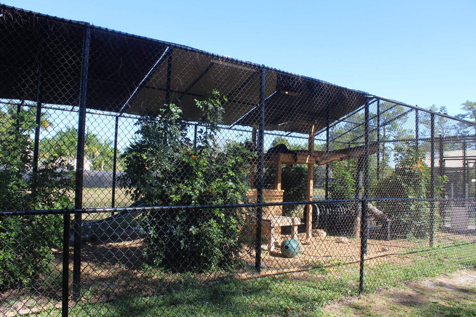 Amur Leopard Enclosure (Black Variant)