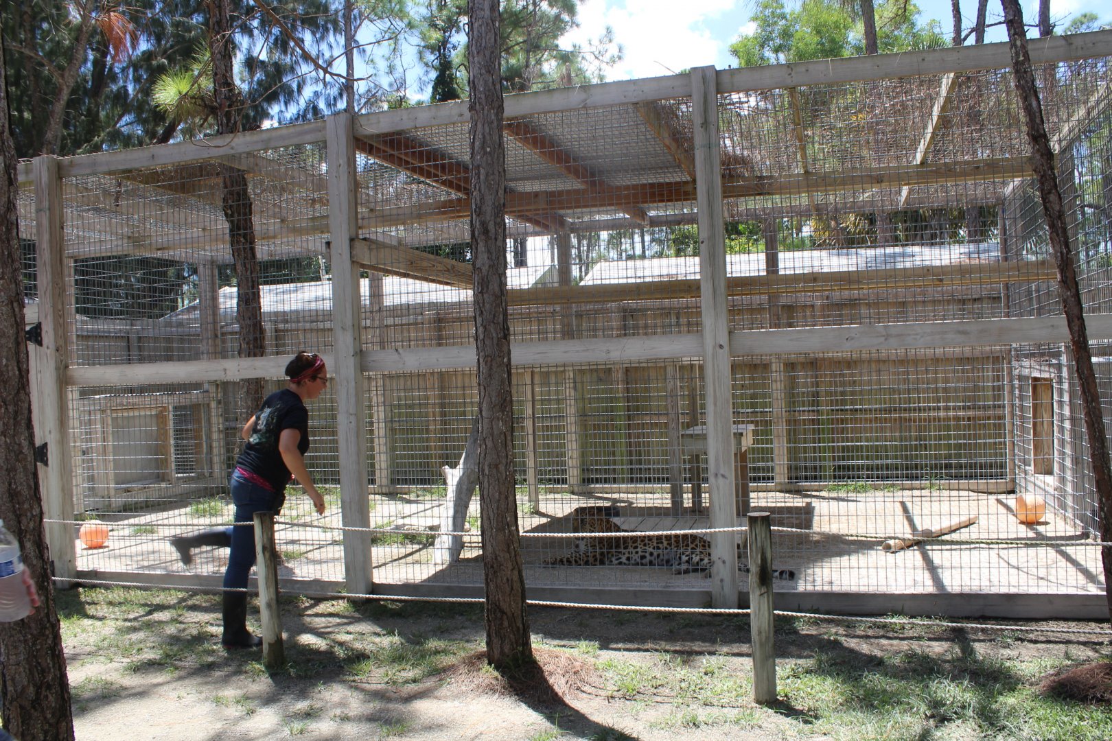 Amur Leopard Enclosure - Mccarthy Wildlife Sanctuary