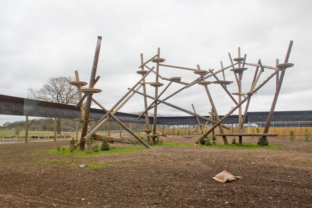 Amur leopard enclosure