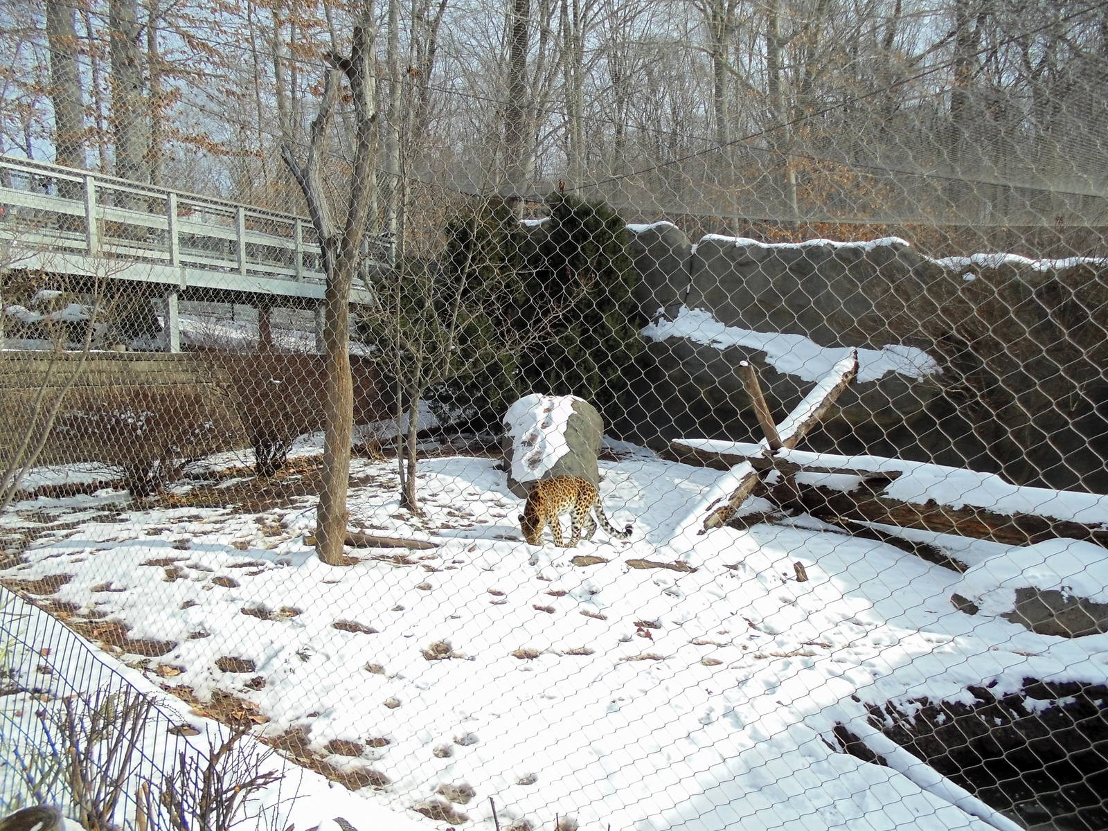 Amur Leopard Enclosure