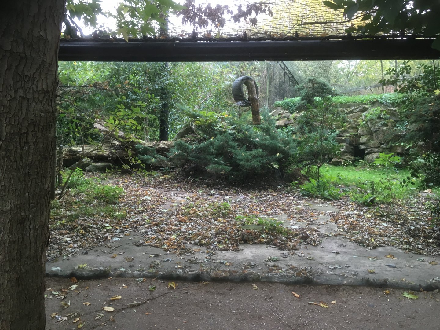 Amur leopard enclosure