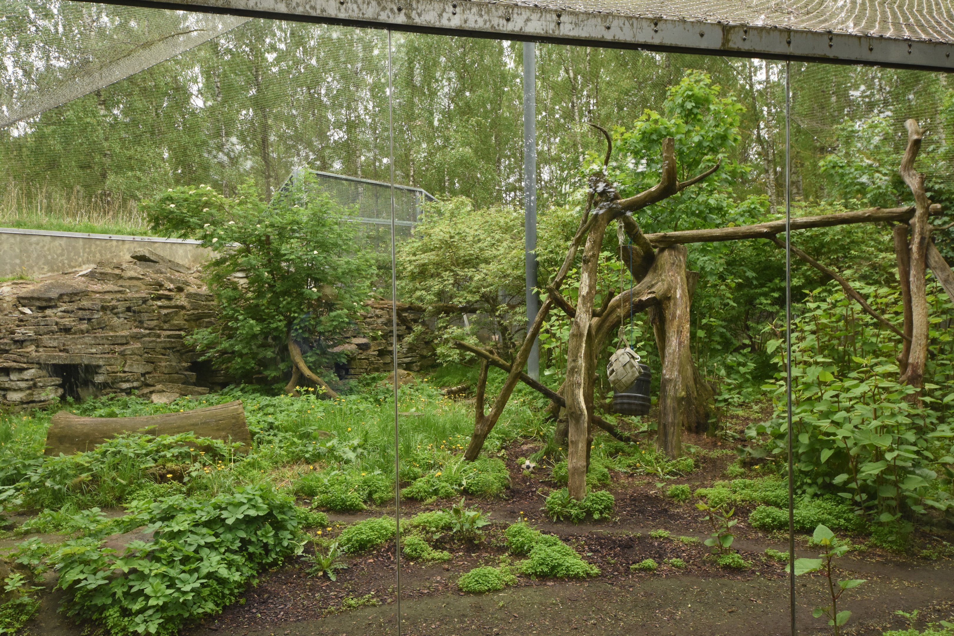 Amur leopard enclosure
