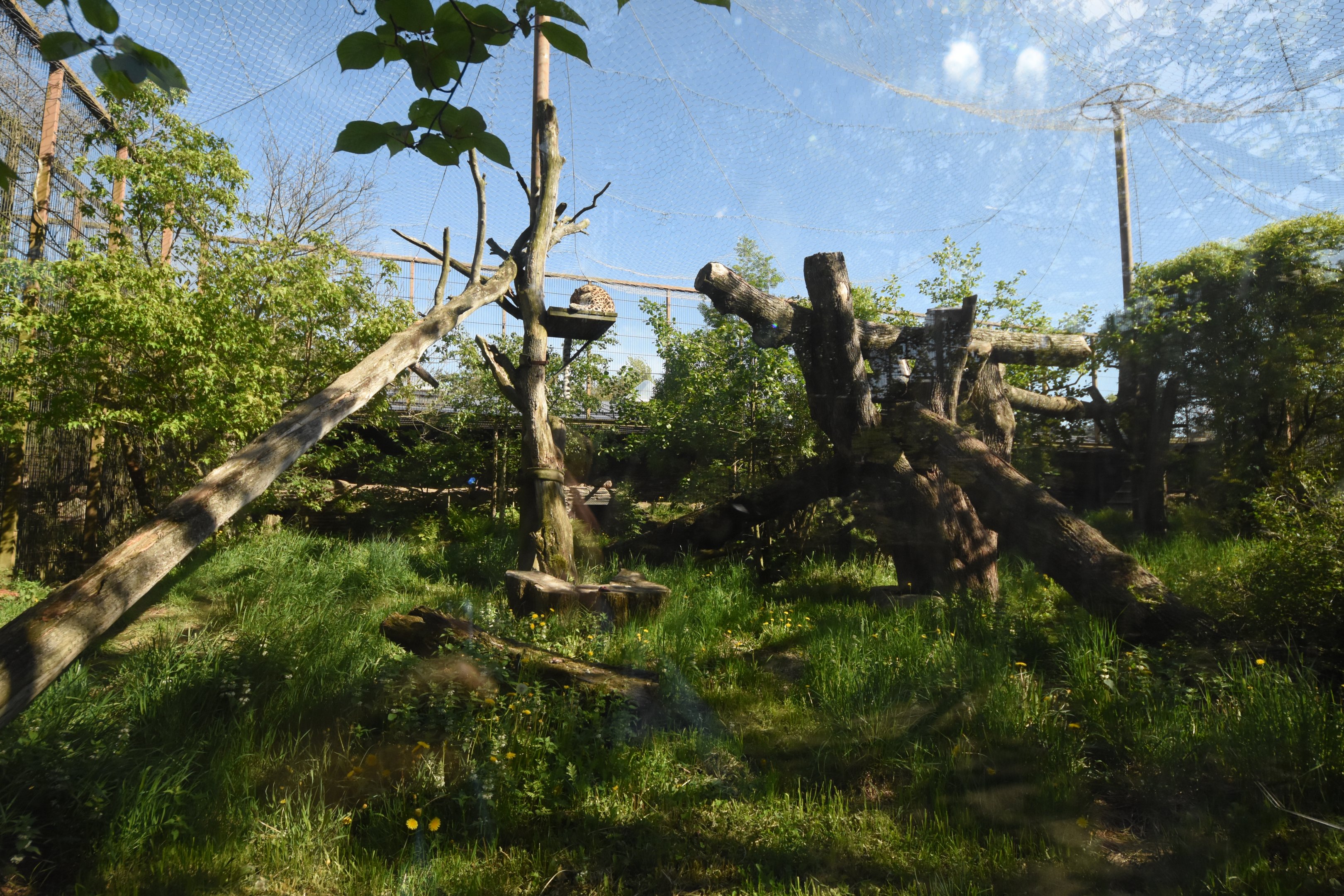 Amur leopard enclosure