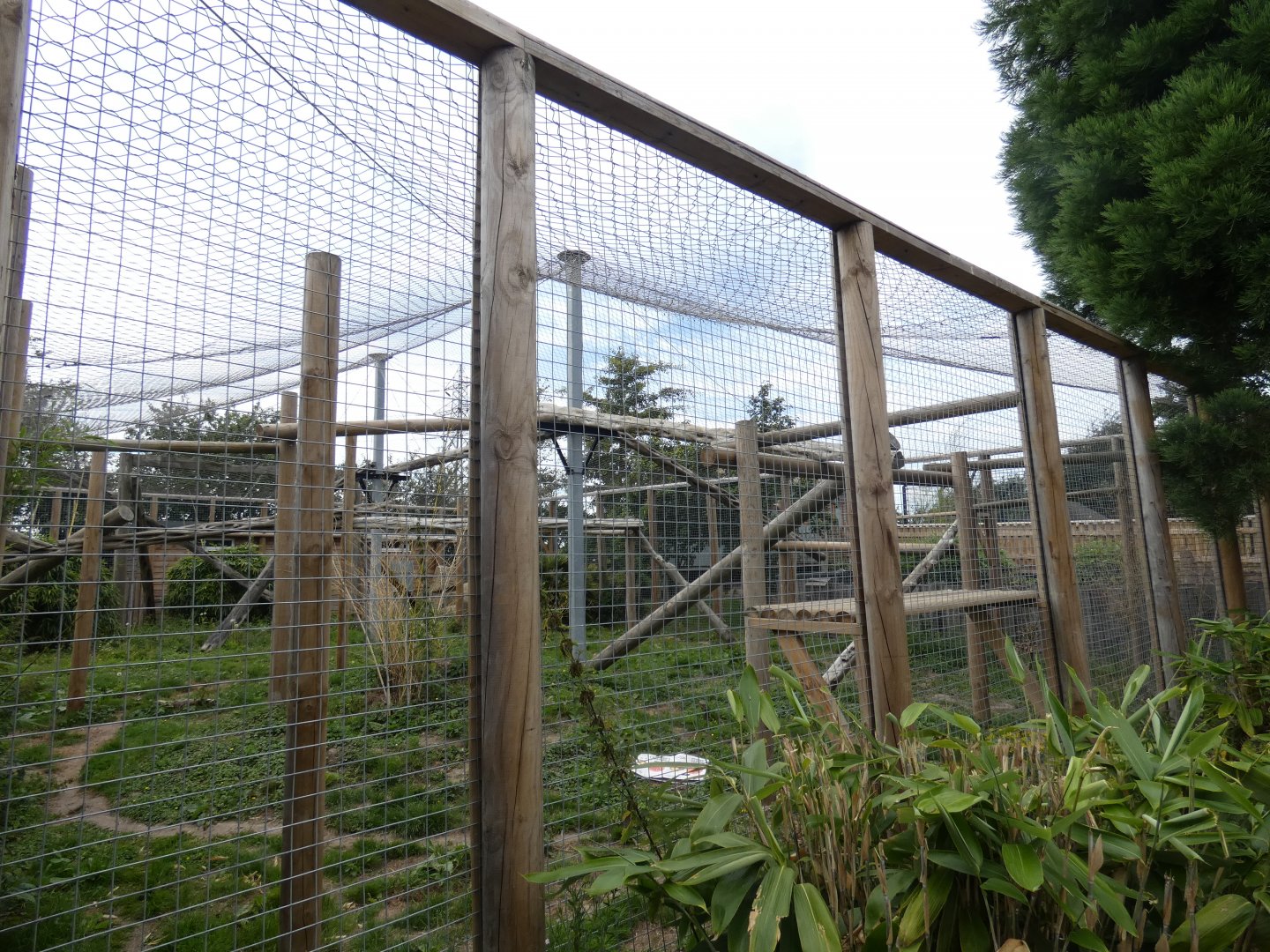 Amur Leopard enclosure