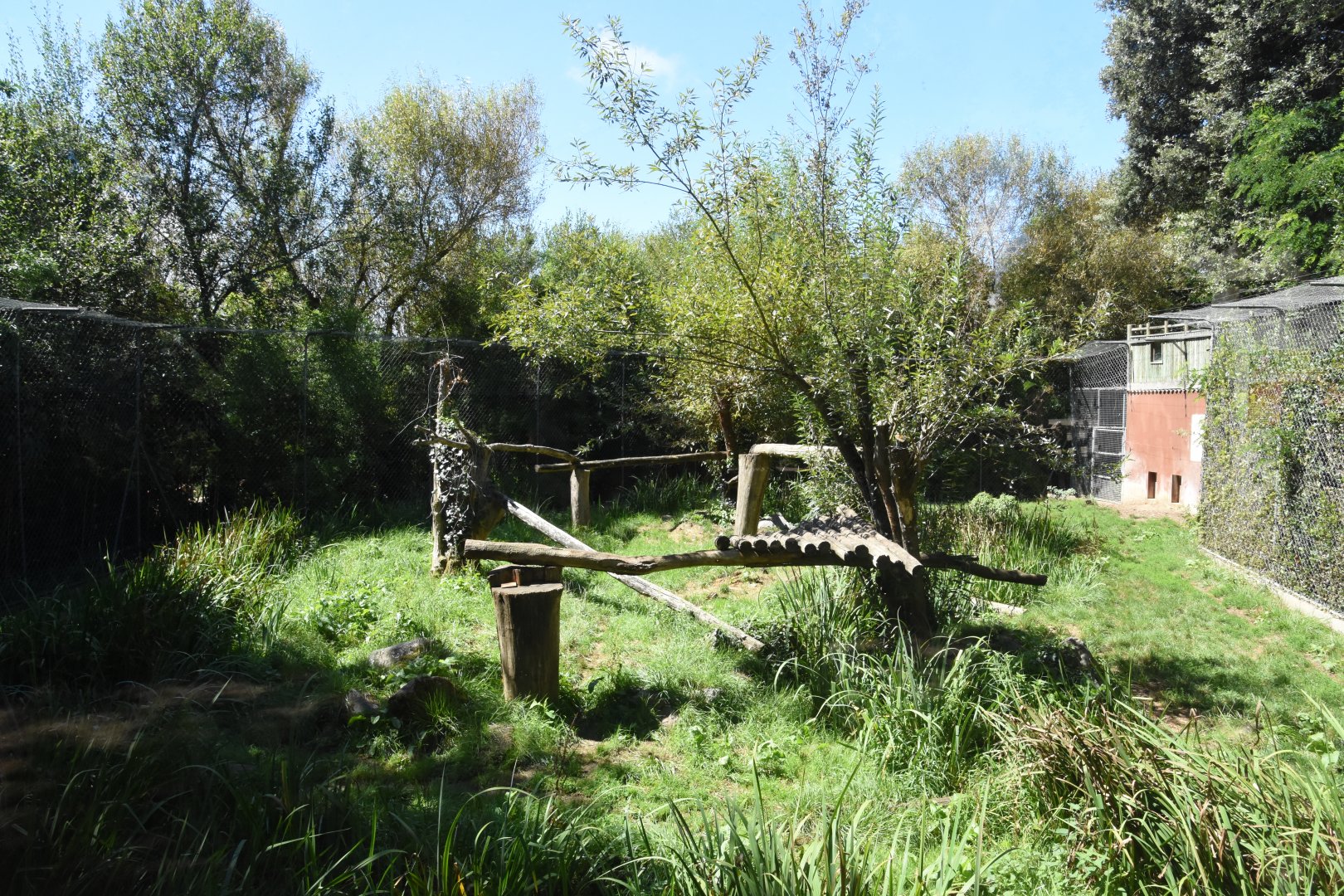 Amur Leopard enclosure