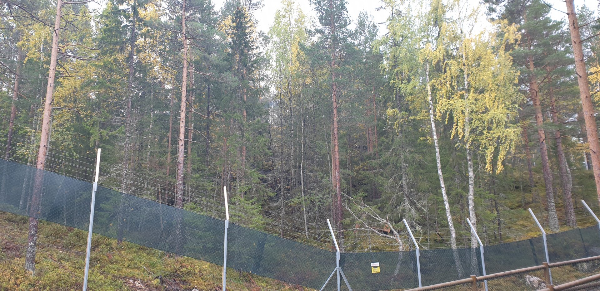 Amur Leopard enclosure