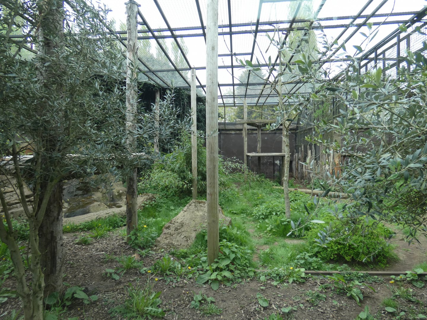 Amur leopard enclosure