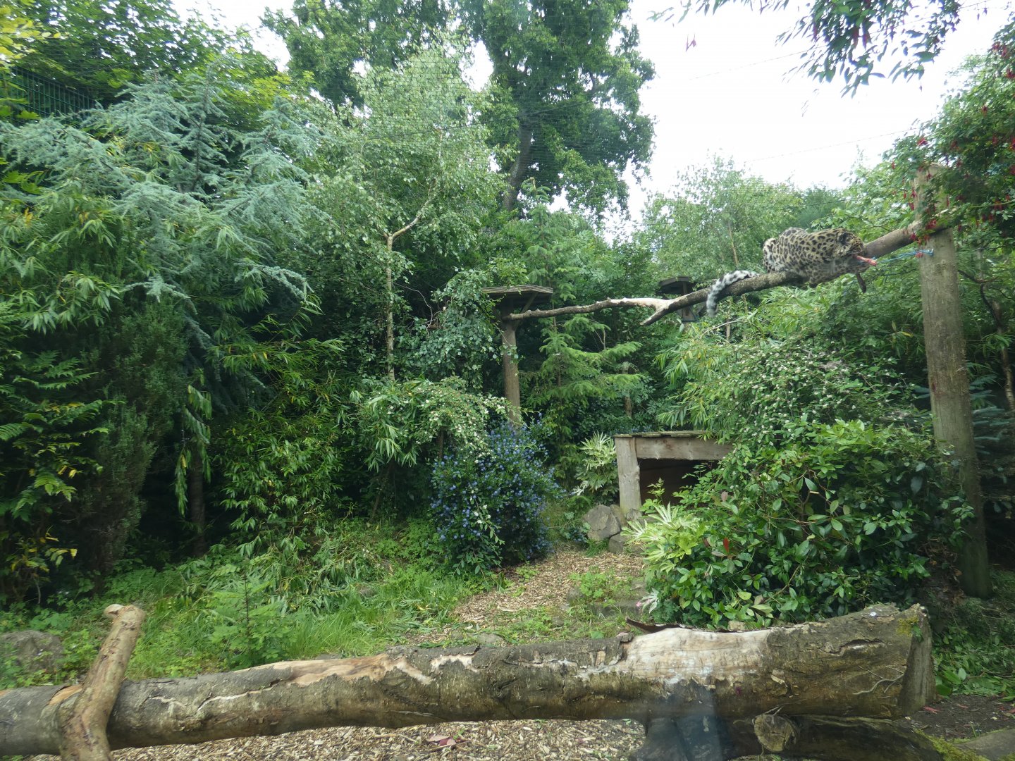 Amur leopard enclosure