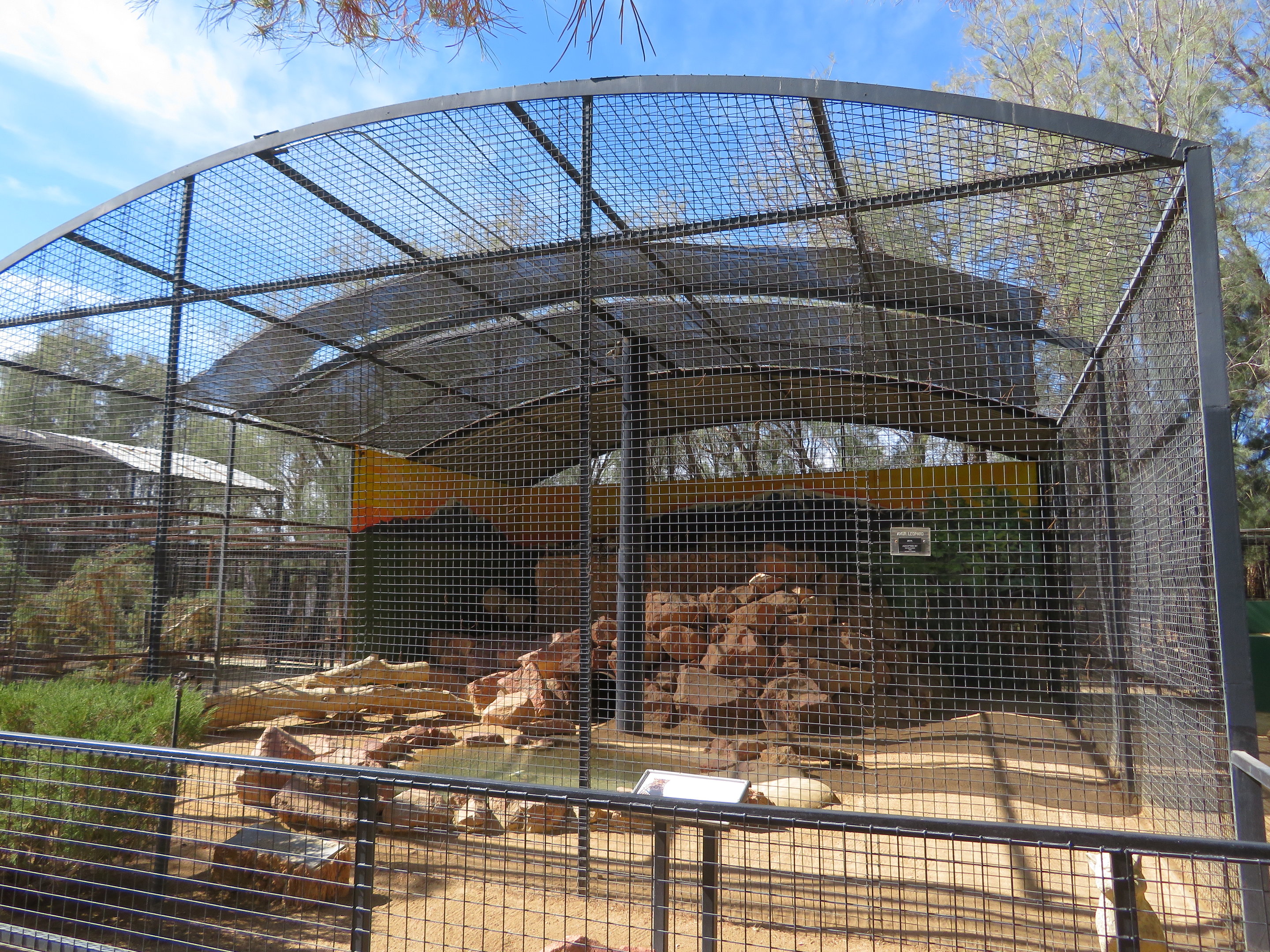 Amur Leopard Enclosure