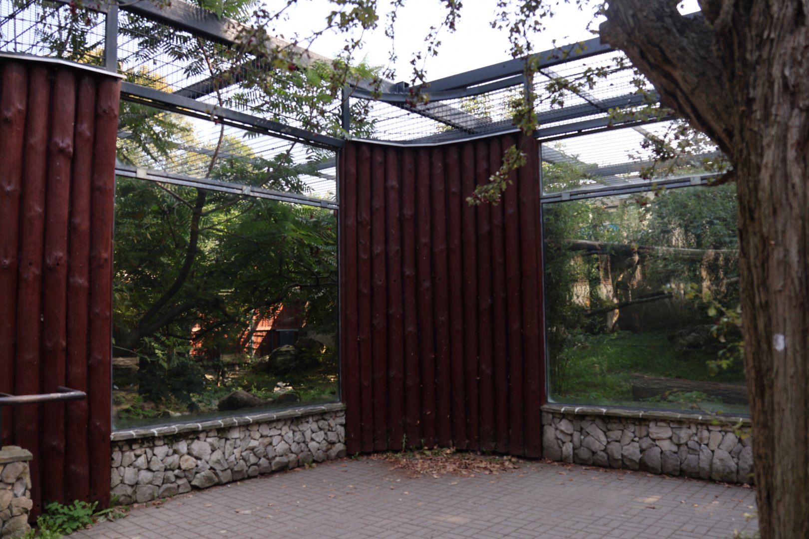 Amur Leopard enclosure