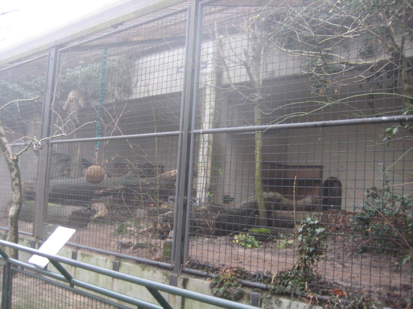 Amur leopard enclosure
