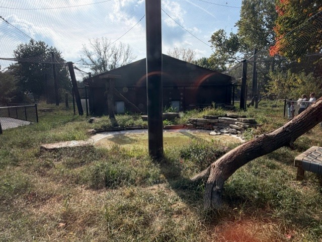 amur leopard enclosure
