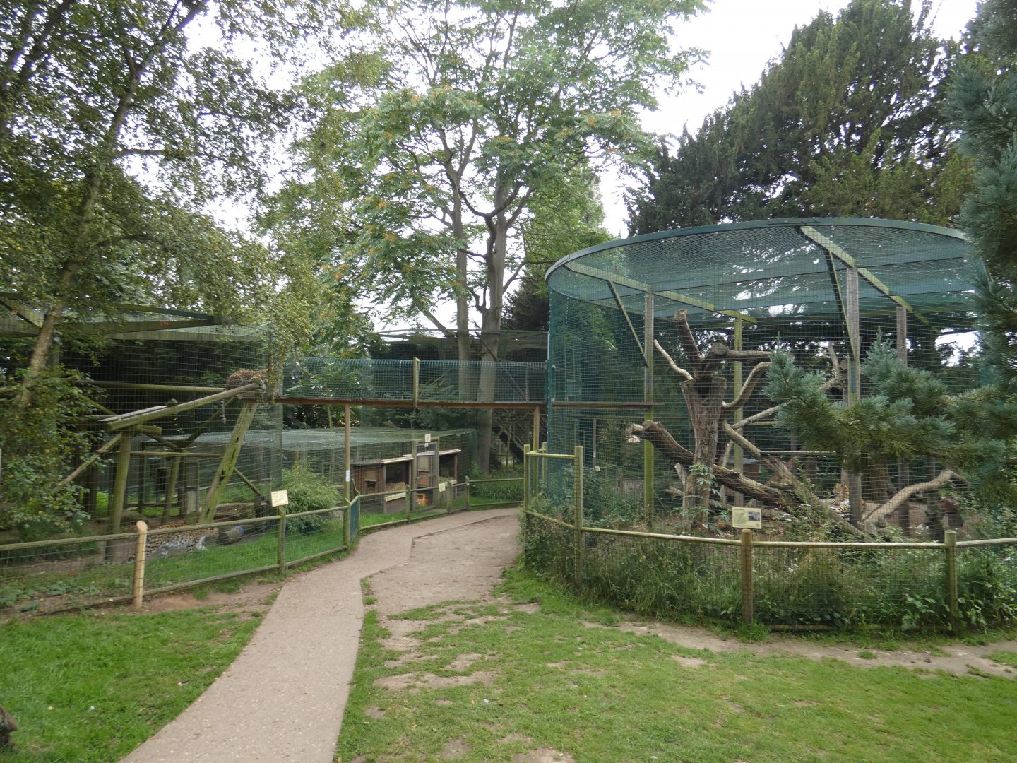 Amur leopard enclosures