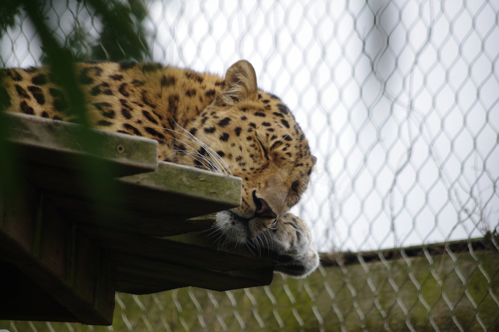 Amur Leopard- Esra (f)- 11/4/2024