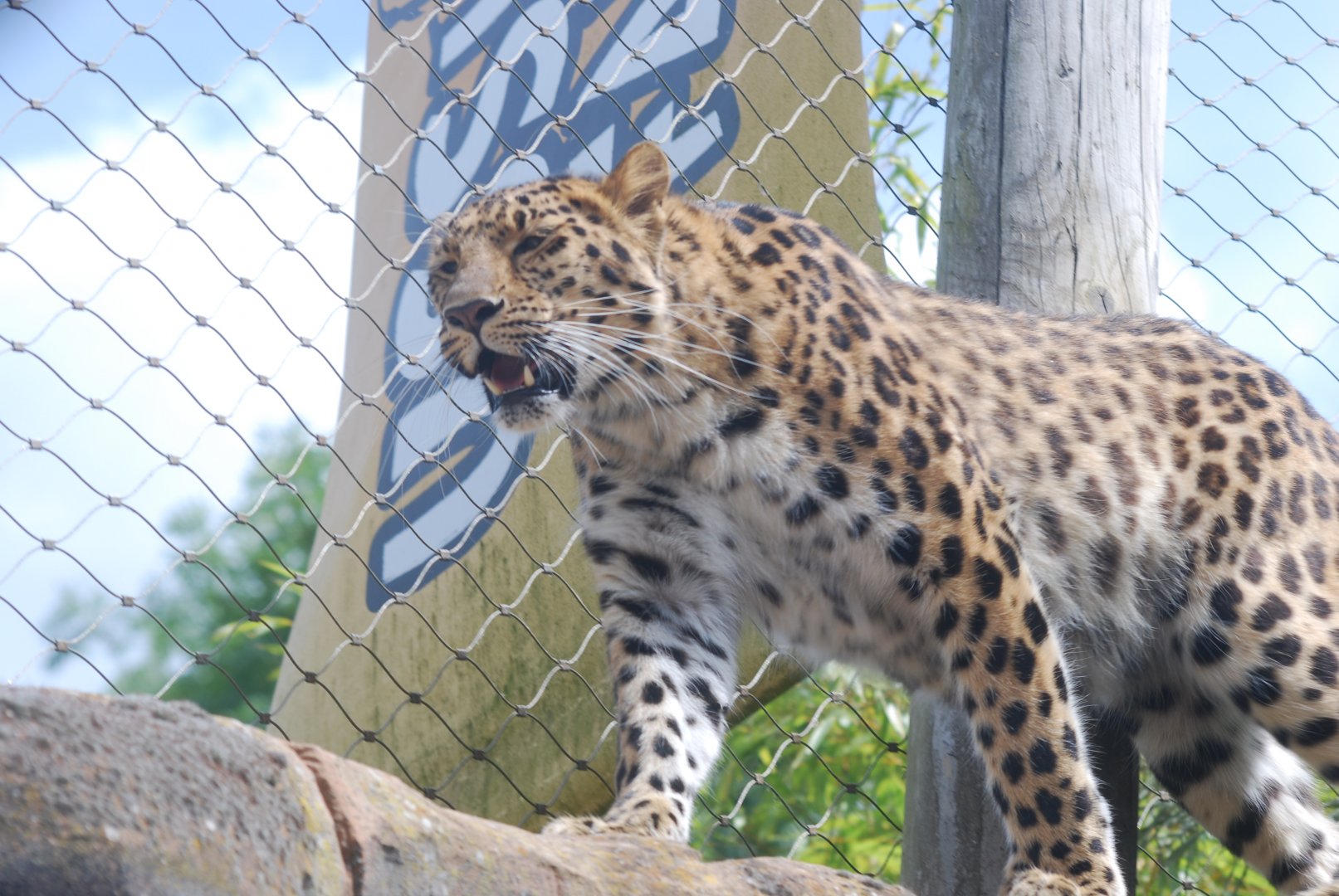 Amur leopard 'Esra'