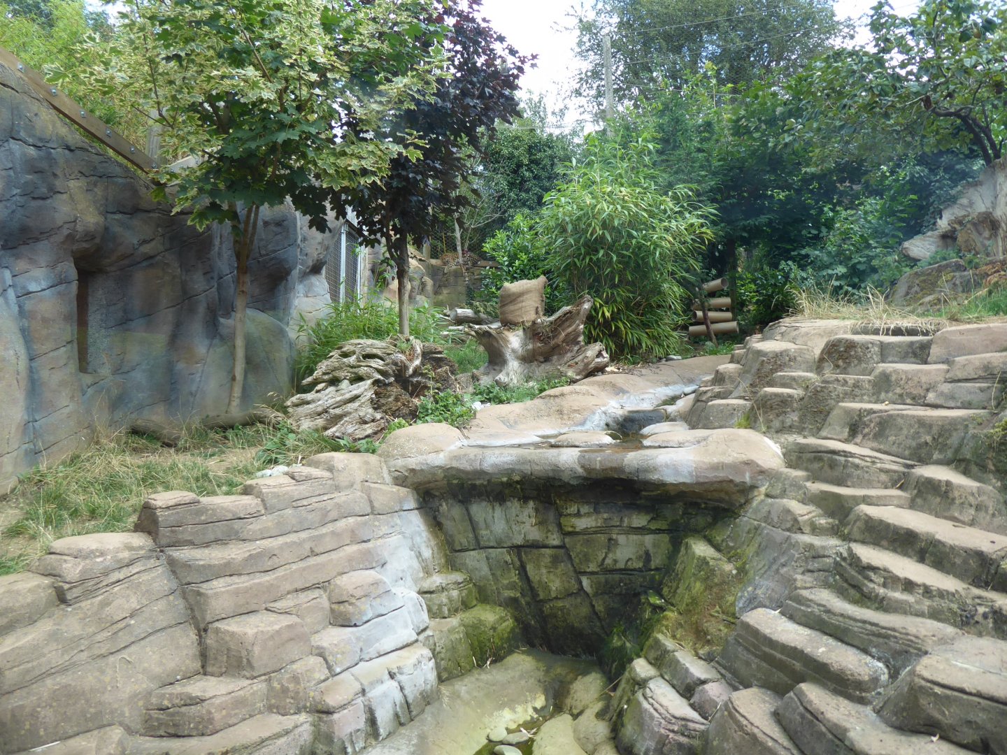 Amur leopard exhibit 050819