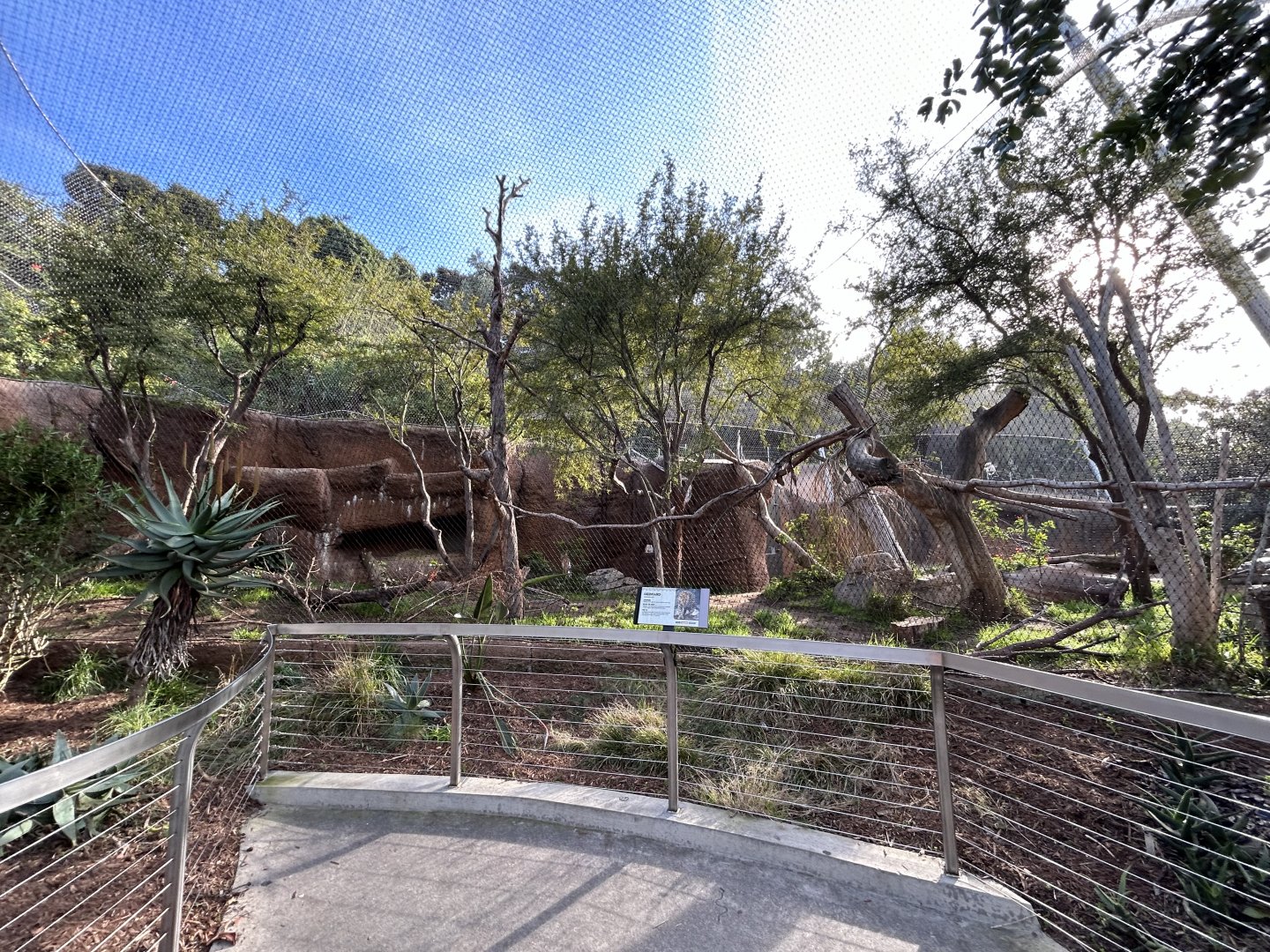 Amur Leopard Exhibit #1 - Africa Rocks