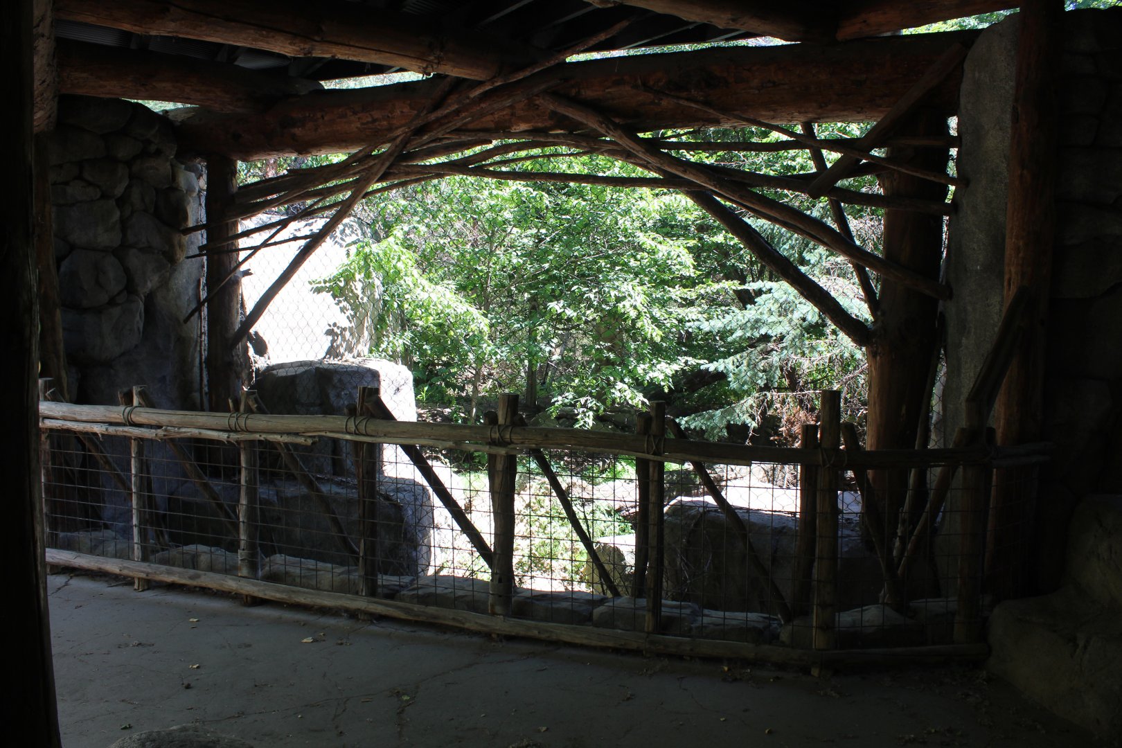 Amur Leopard Exhibit #1 - Russia's Grizzly Coast
