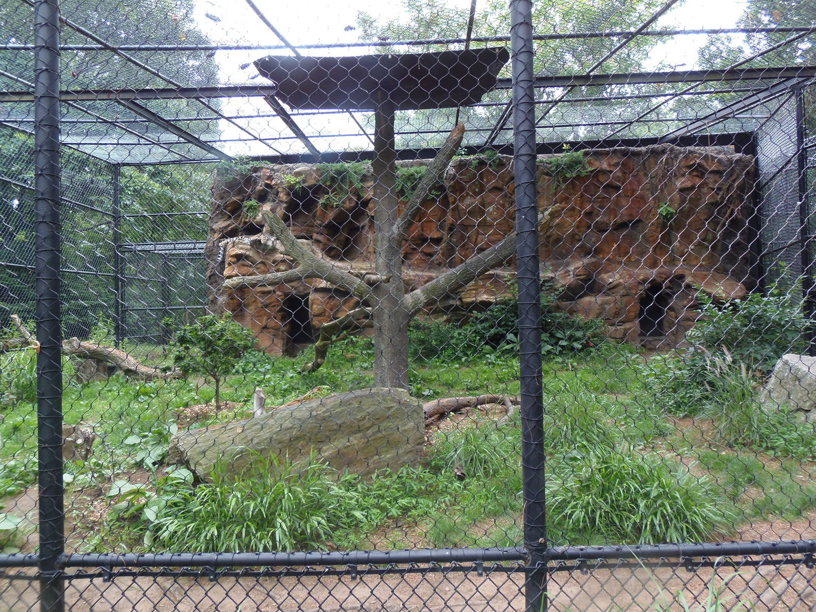 Amur Leopard Exhibit #1