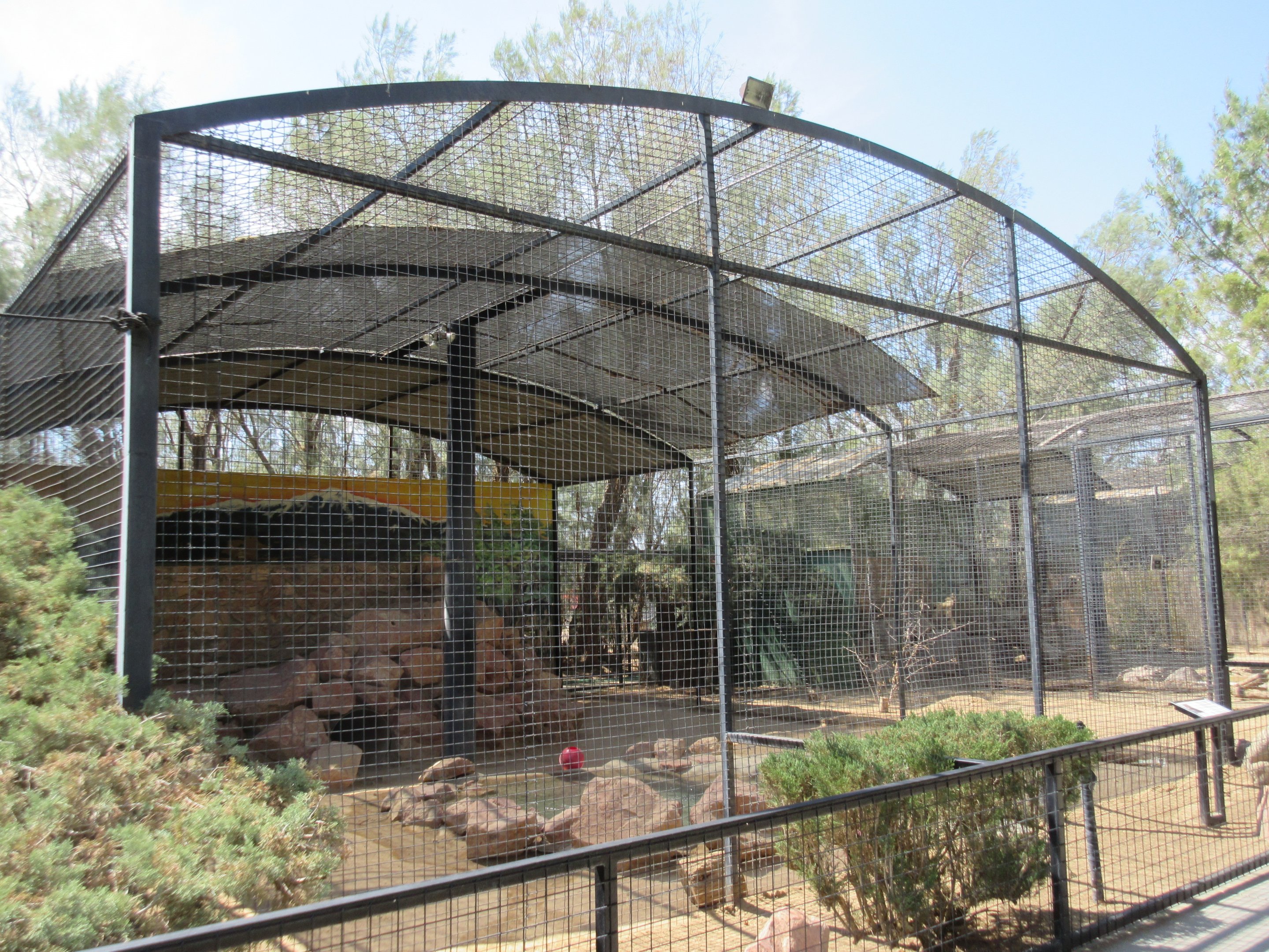 Amur Leopard Exhibit #1