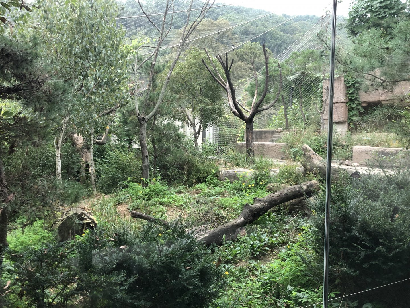 Amur Leopard Exhibit #1