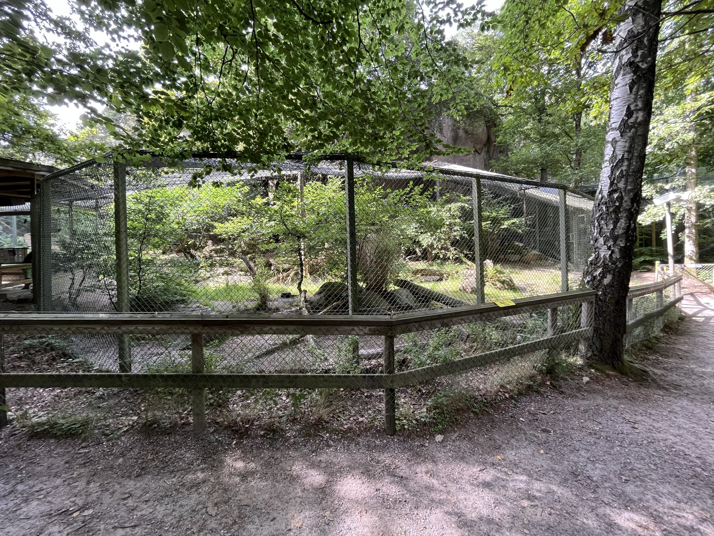 Amur Leopard Exhibit #1
