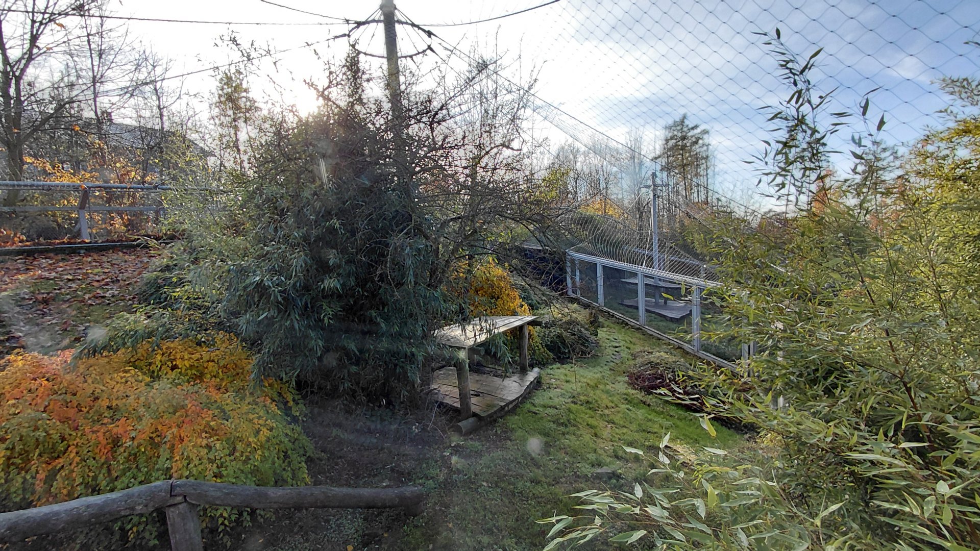 Amur leopard exhibit #1