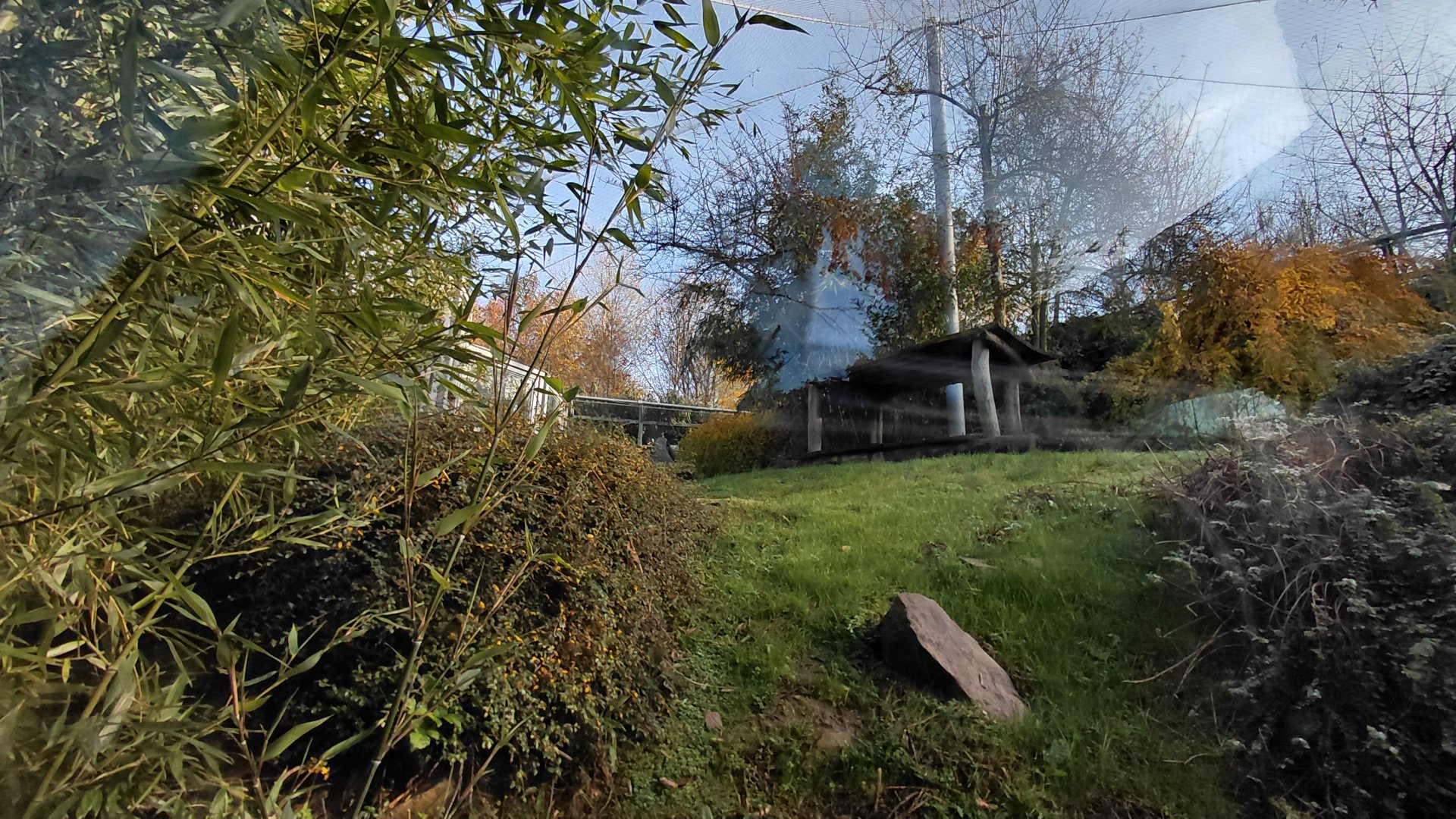 Amur leopard exhibit #1