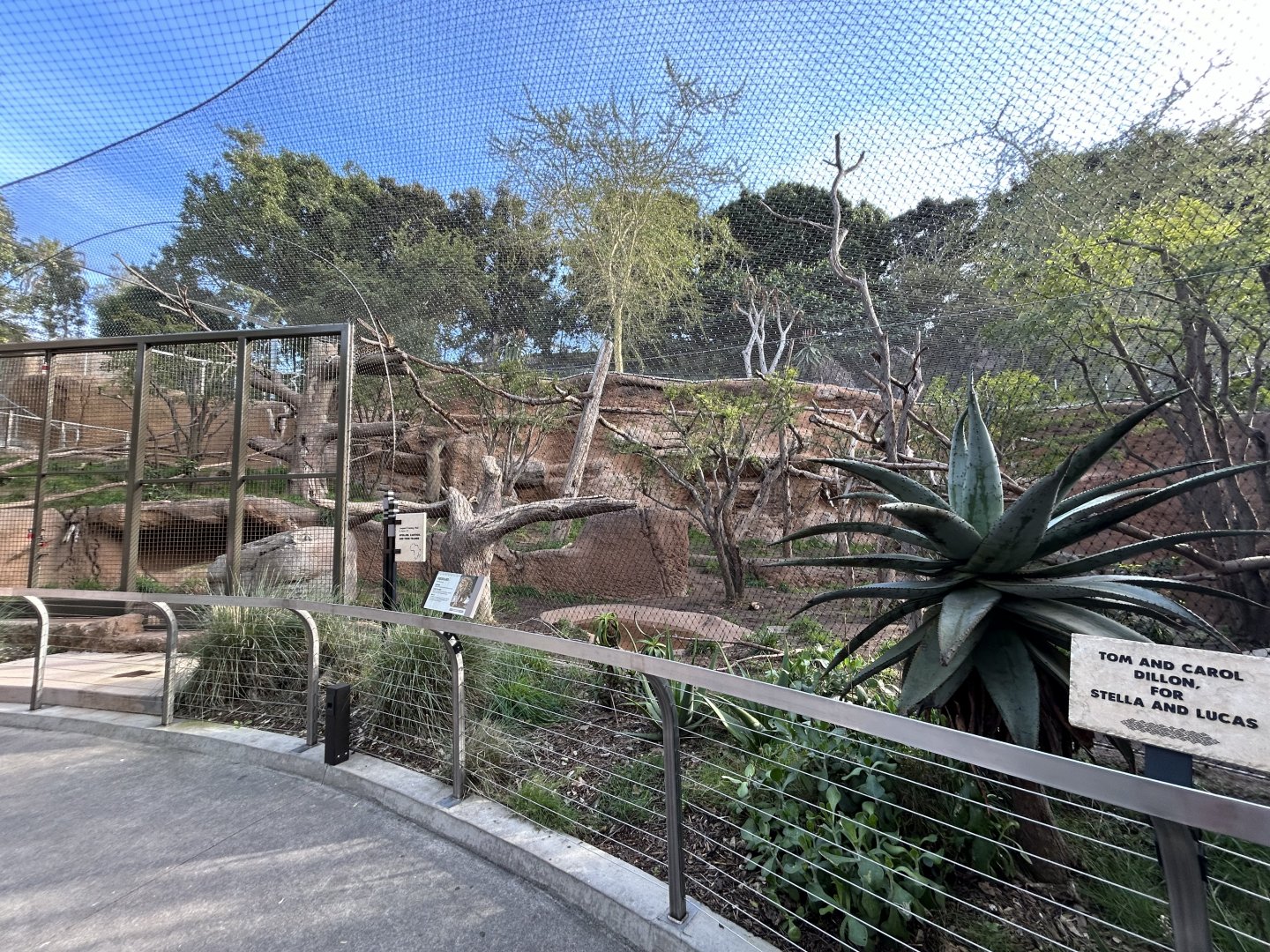 Amur Leopard Exhibit #2 - Africa Rocks