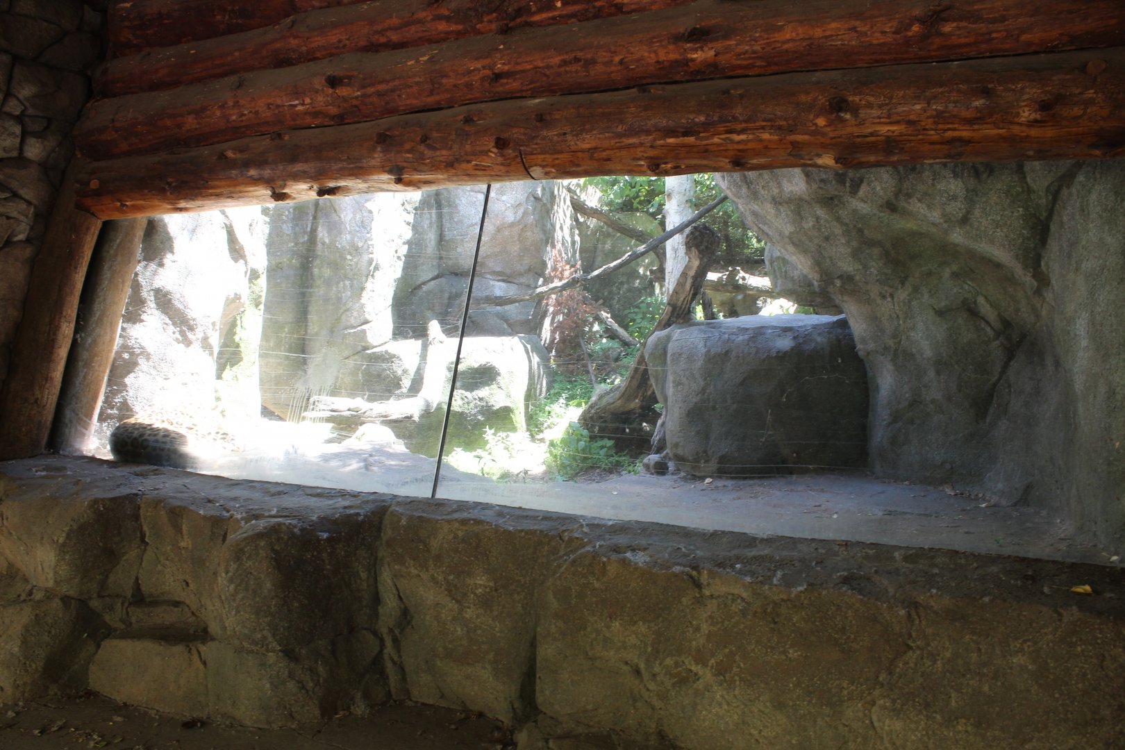 Amur Leopard Exhibit #2 - Russia's Grizzly Coast