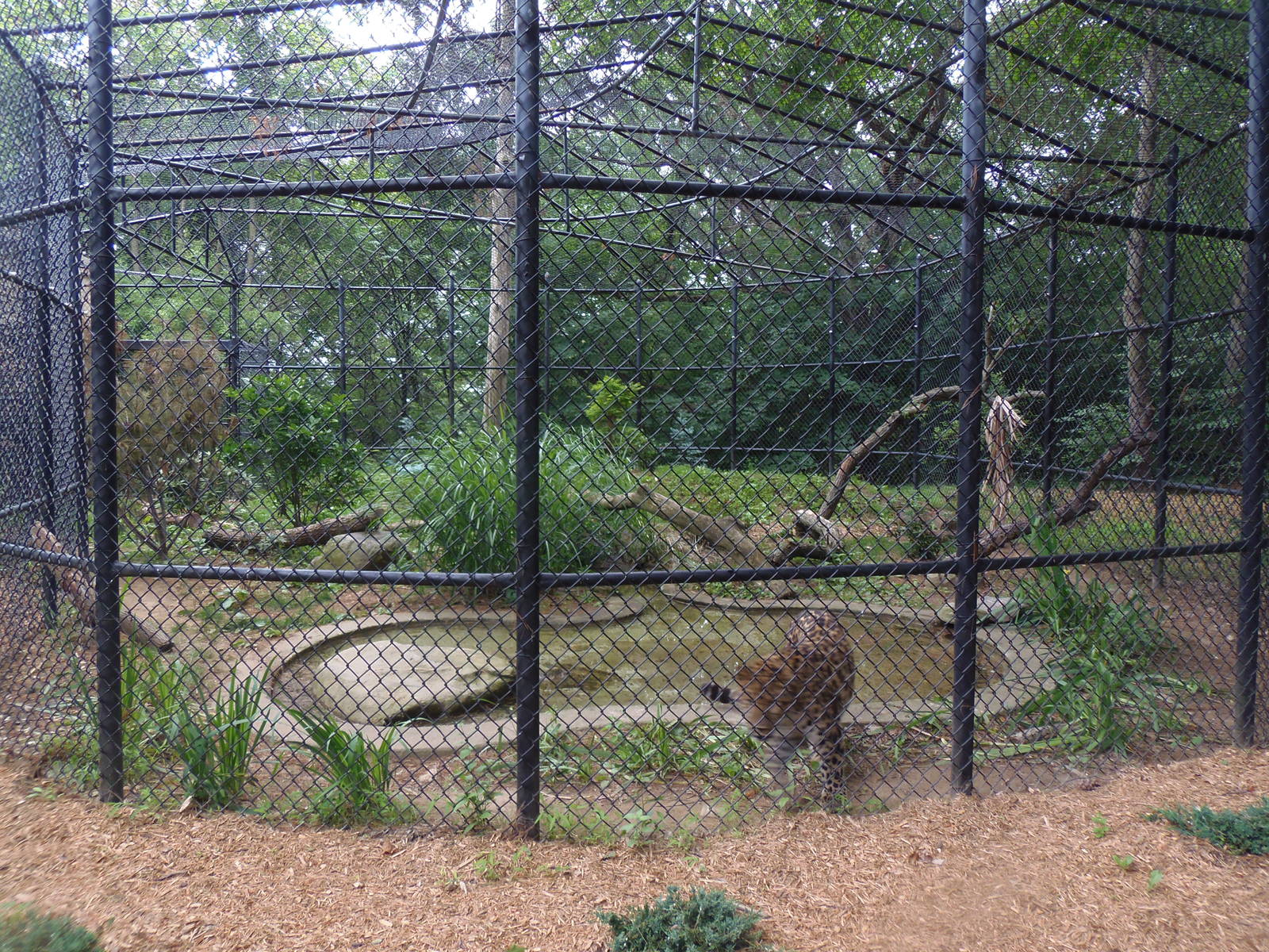 Amur Leopard Exhibit #2