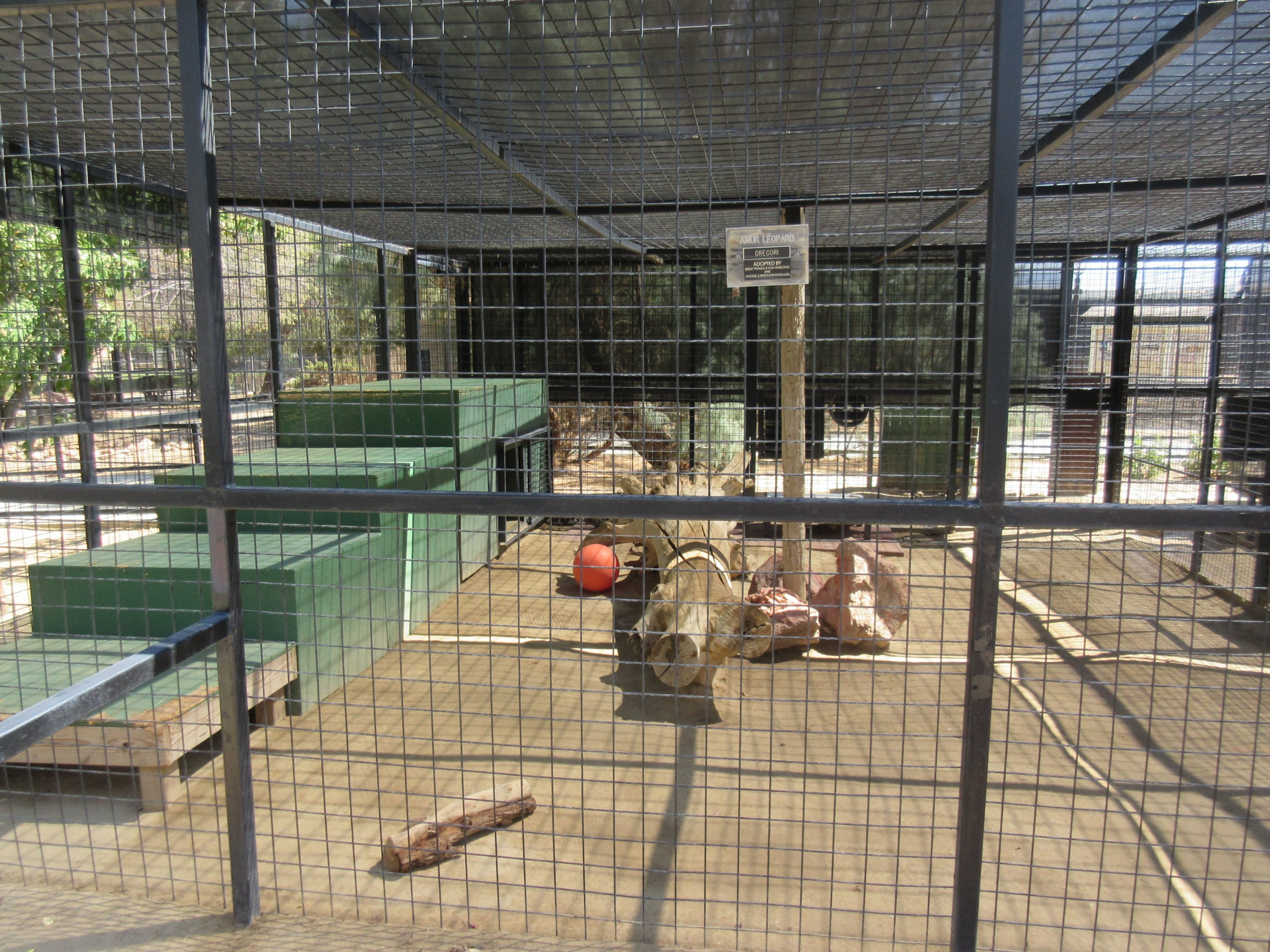 Amur Leopard Exhibit #2