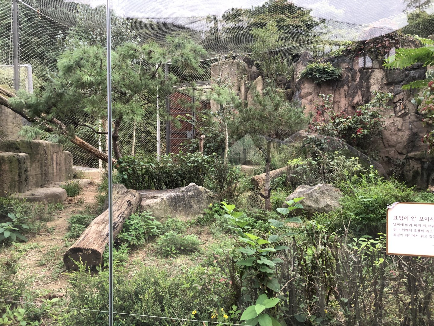 Amur Leopard Exhibit #2