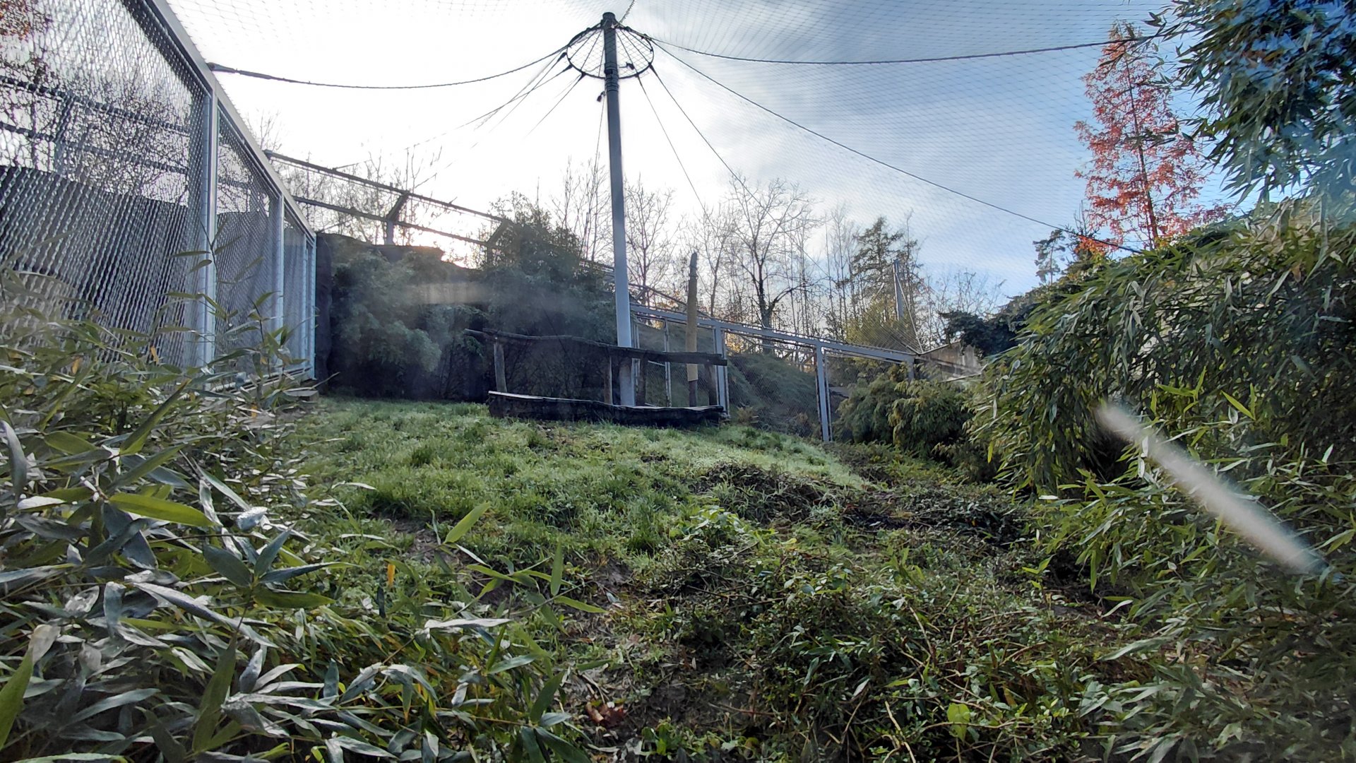 Amur leopard exhibit #2