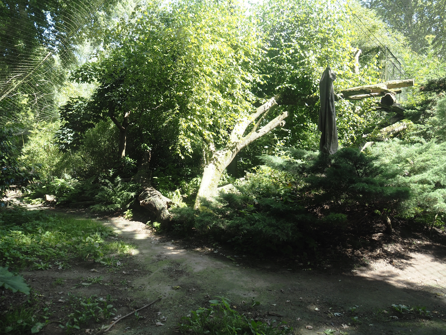 Amur leopard exhibit, 2024-06-30